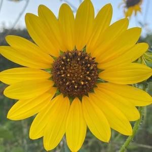 Meet your Posher, Joanne